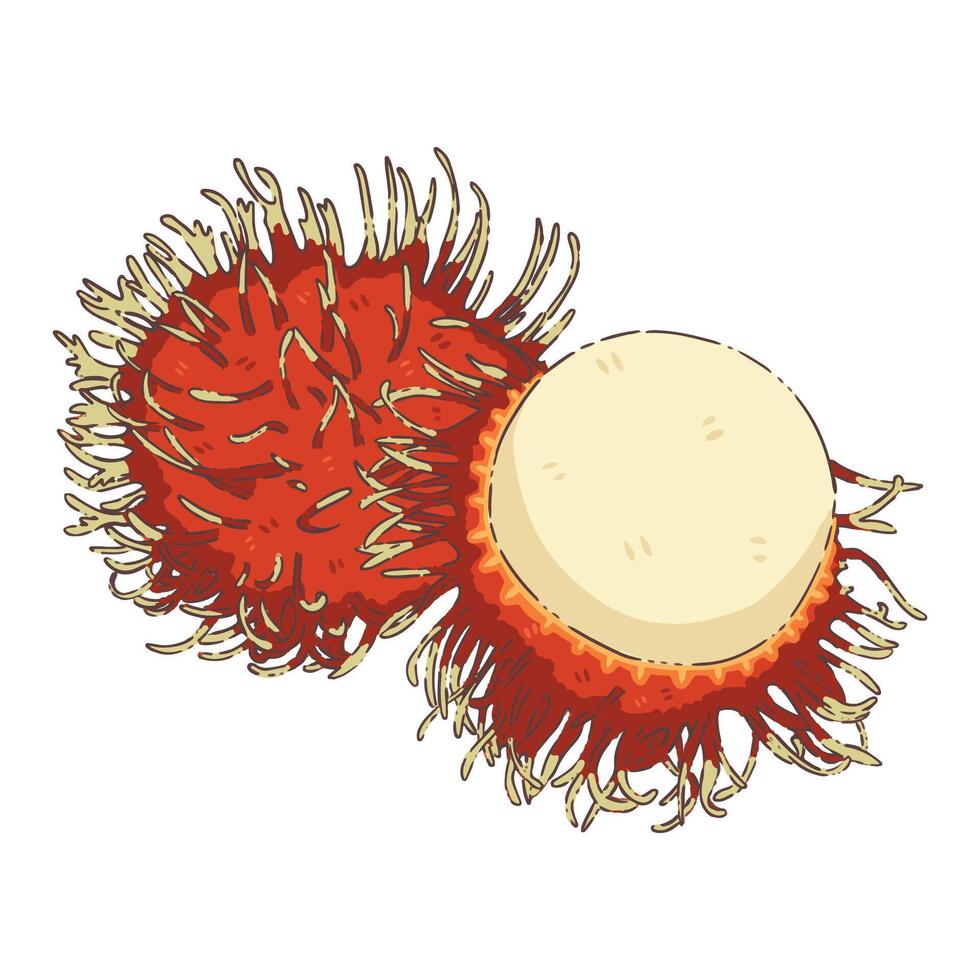 rambutan fruit food vector