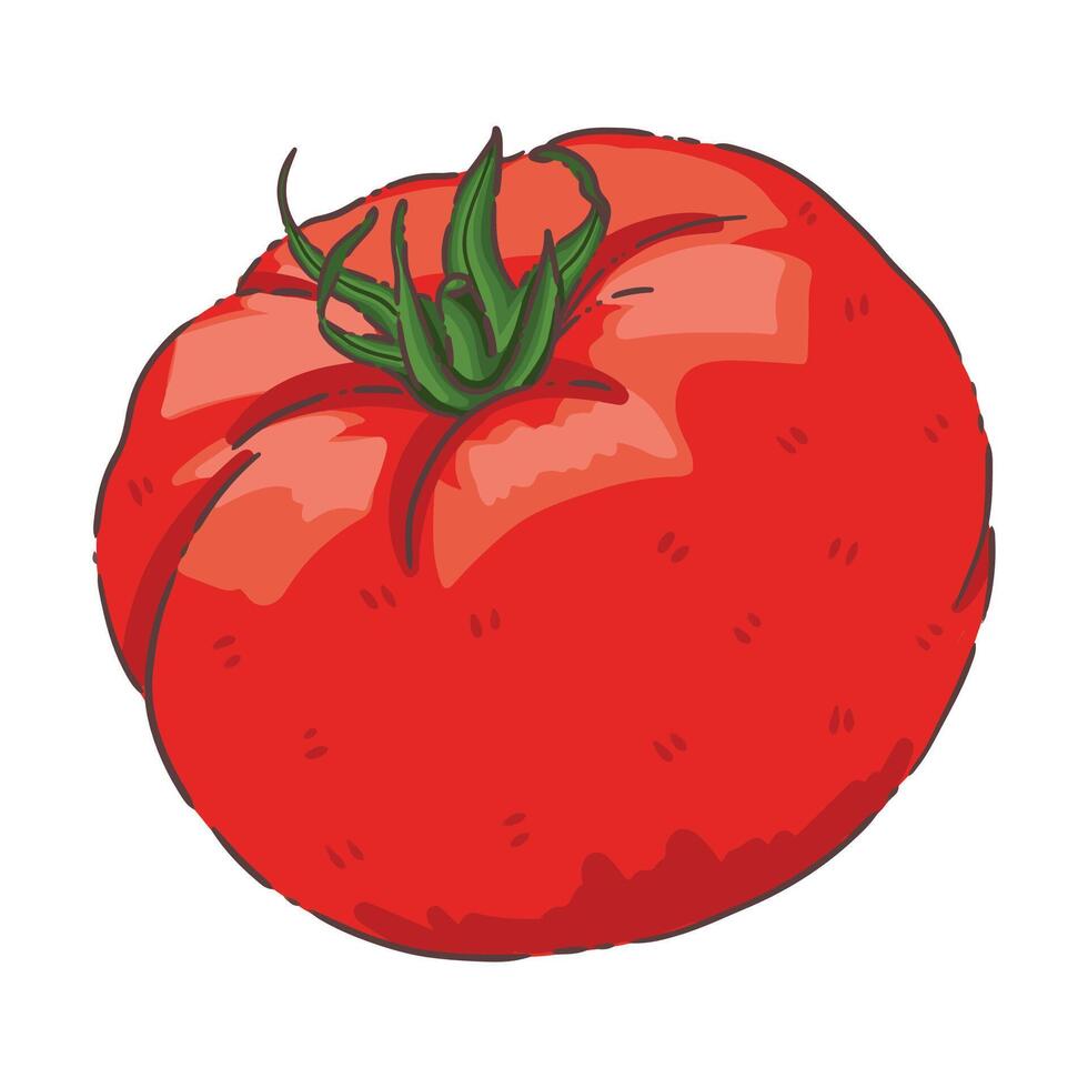 tomato vegetable food vector