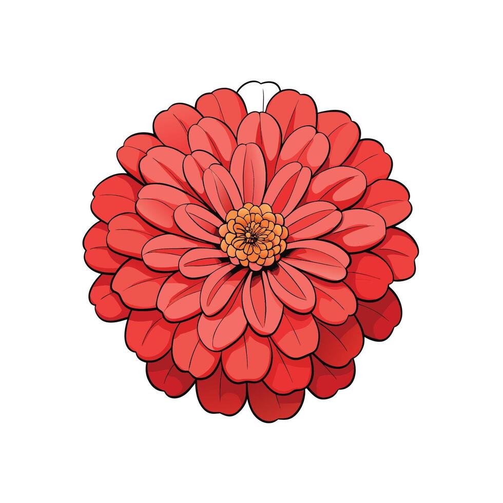 Illustrated zinnia flower blossom with layered petals on white vector