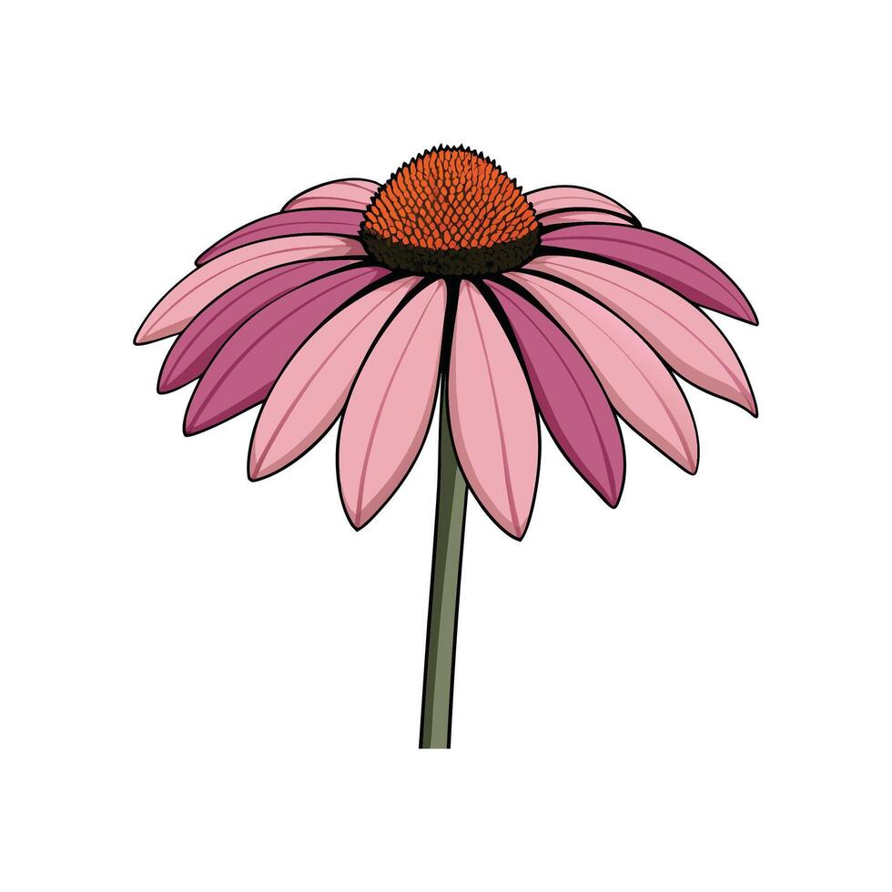 Isolated pink coneflower illustration with black outlines on white vector