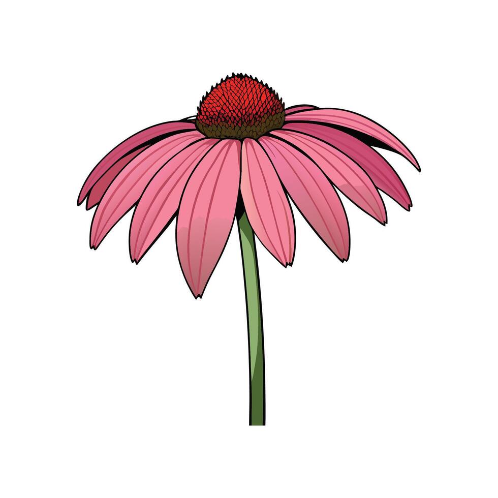 Vibrant pink coneflower illustration with dark outlines and textures vector