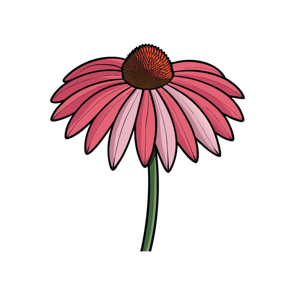 Vibrant Echinacea flower illustration on white background isolated design vector
