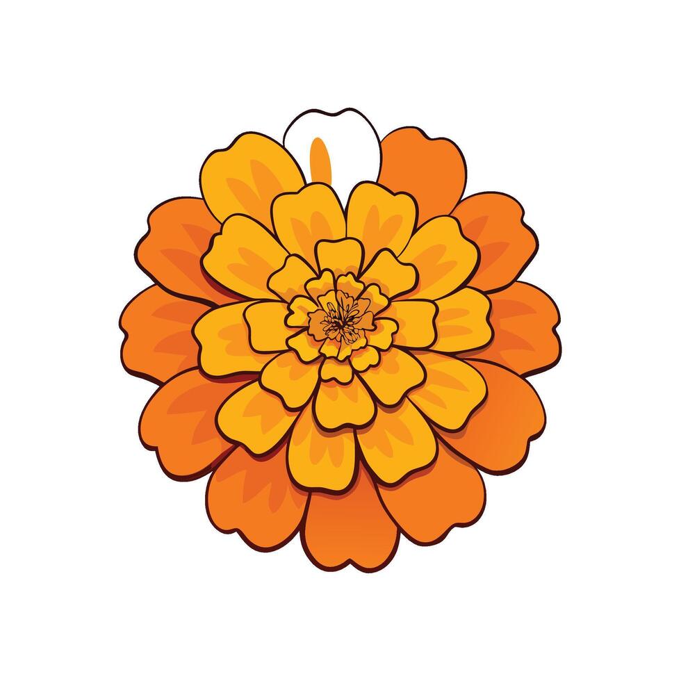 Vibrant orange flower illustration on white background in full bloom vector