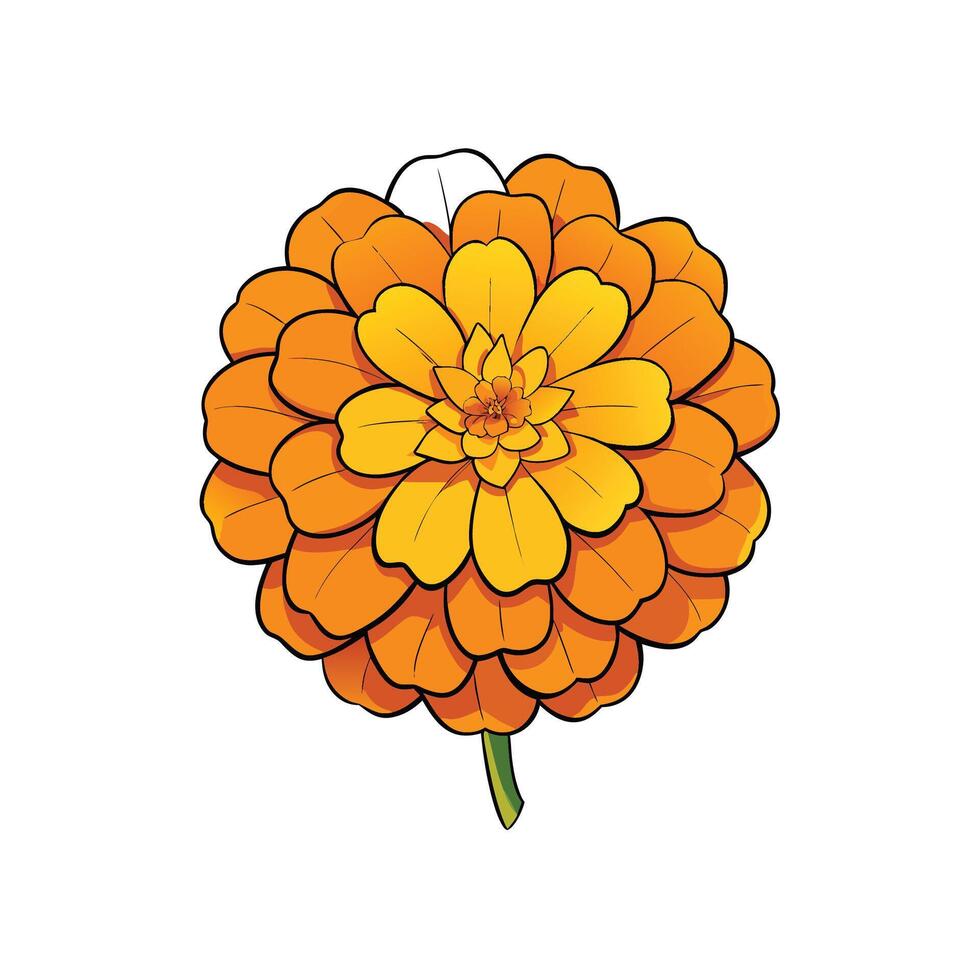 Stylized Orange Marigold Flower on White Background Illustration vector