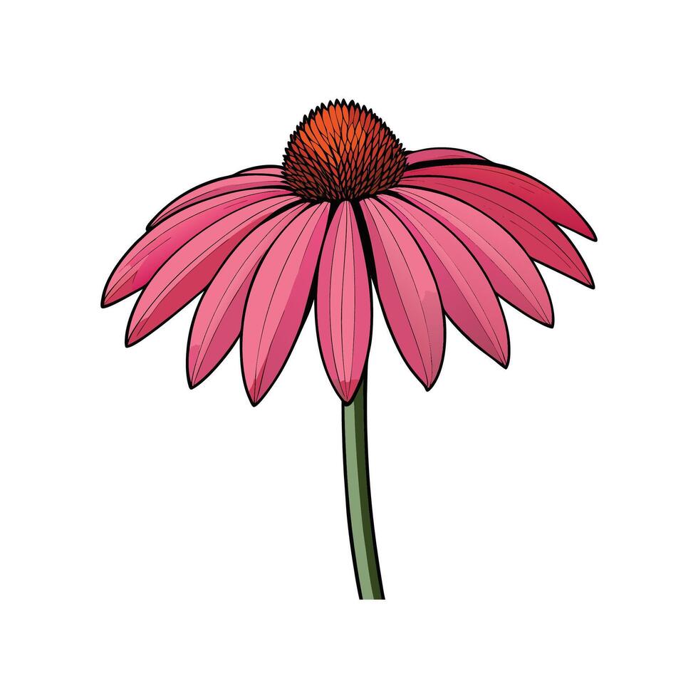 Vibrant pink coneflower illustration with orange center detail vector