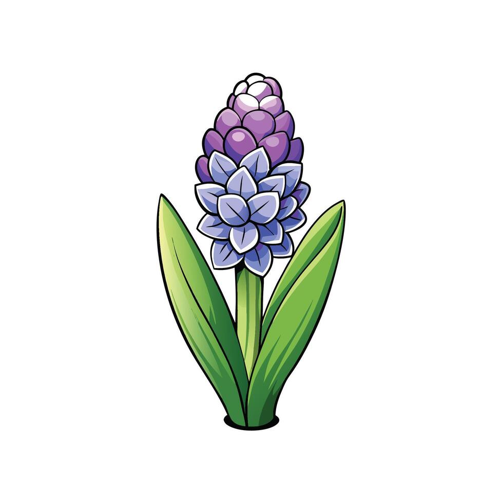 Detailed hyacinth bloom illustration with leaves on a white background vector