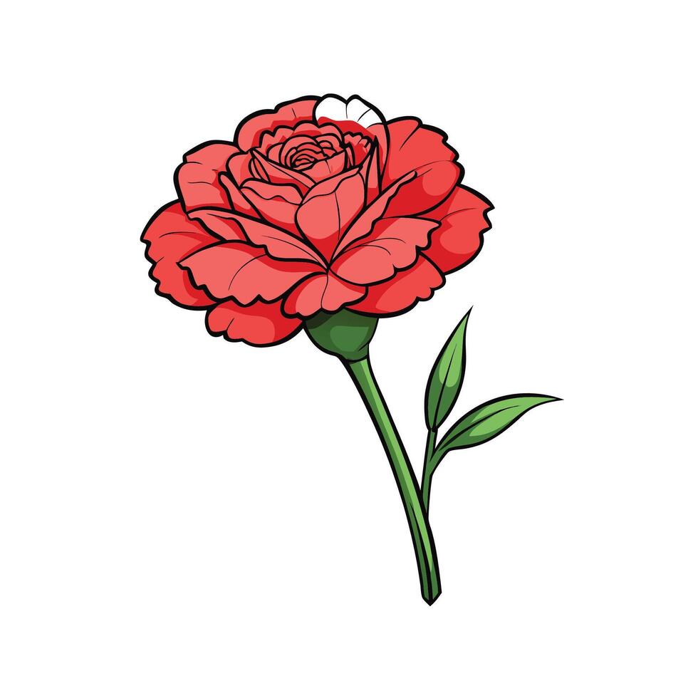 Illustration of a single red carnation blossom with leaves vector
