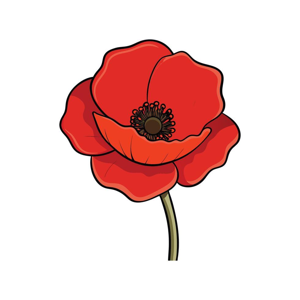 Single red poppy flower with stem against white background vector