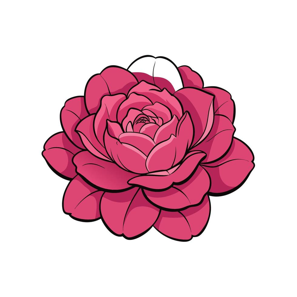 Detailed drawing of a vibrant pink rose on white vector