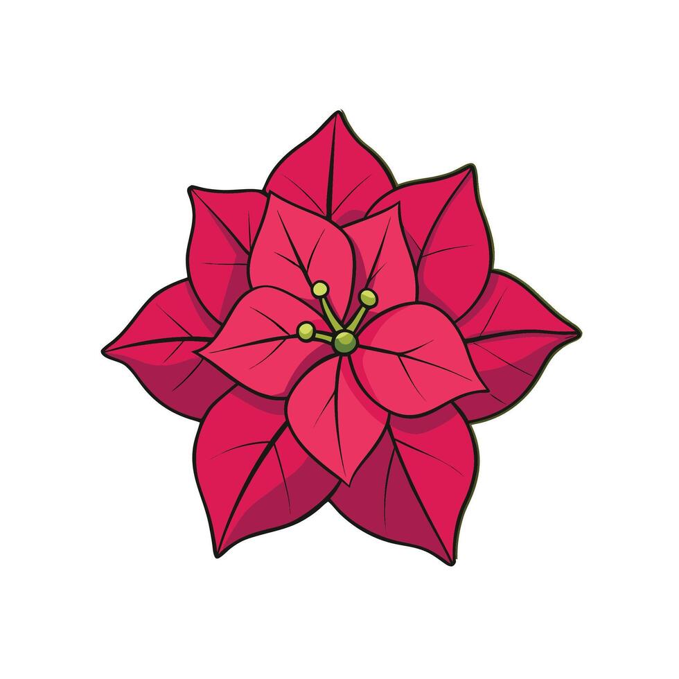 Stylized Poinsettia Flower Illustration with Dark Outlines on White vector