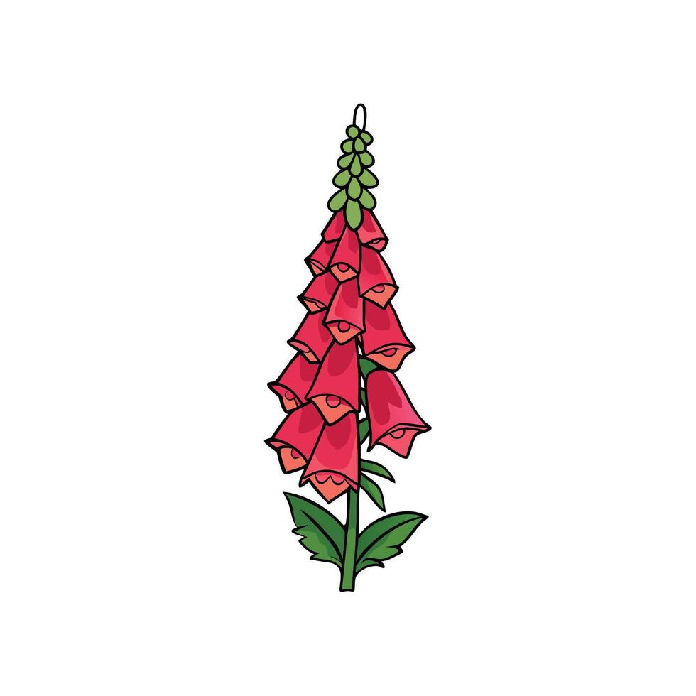 Illustration of a Digitalis flower with pink blossoms and leaves vector