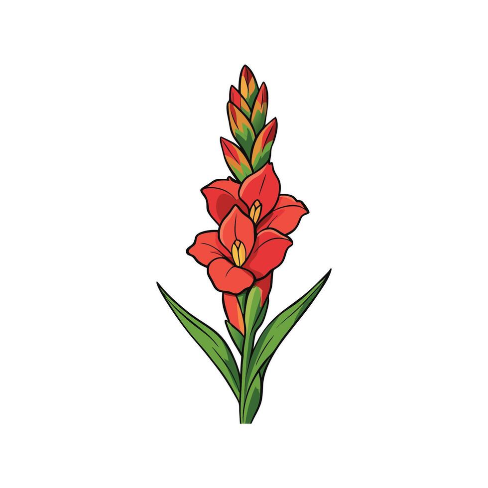 Vibrant red gladiolus flower illustration with green leaves on white vector