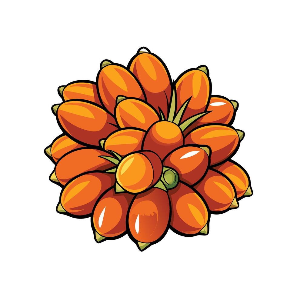 Bunch of ripe areca nuts, botanical illustration on white vector