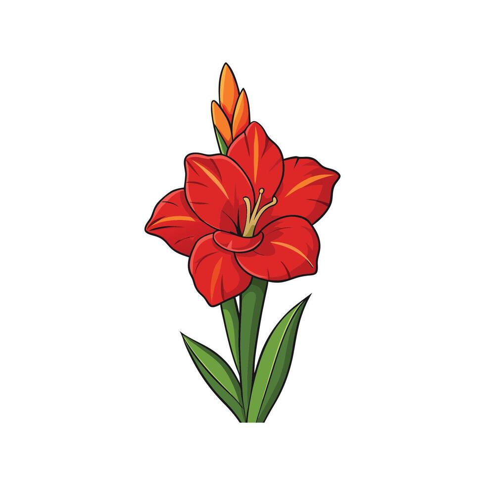 Vibrant red gladiolus flower illustration against a white backdrop vector