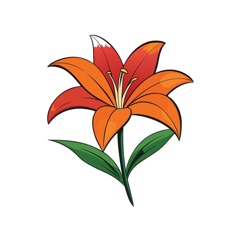 Orange lily flower with green leaves on white background vector