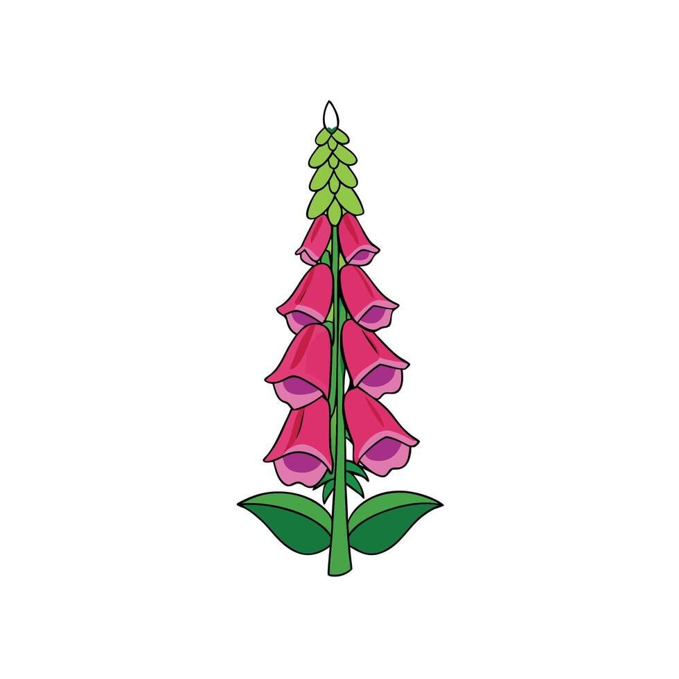 Isolated Cartoon Style Foxglove Digitalis Flower Illustration on White vector