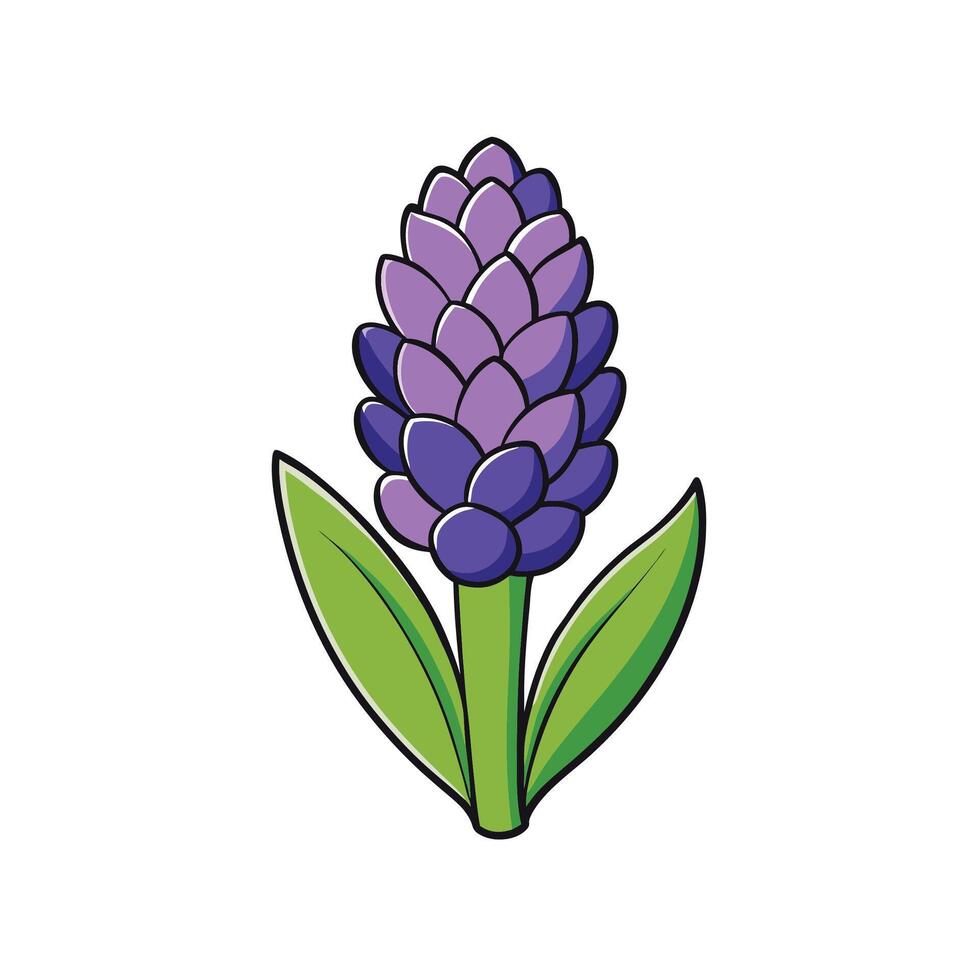Illustration of isolated hyacinth flower with green leaves on white vector