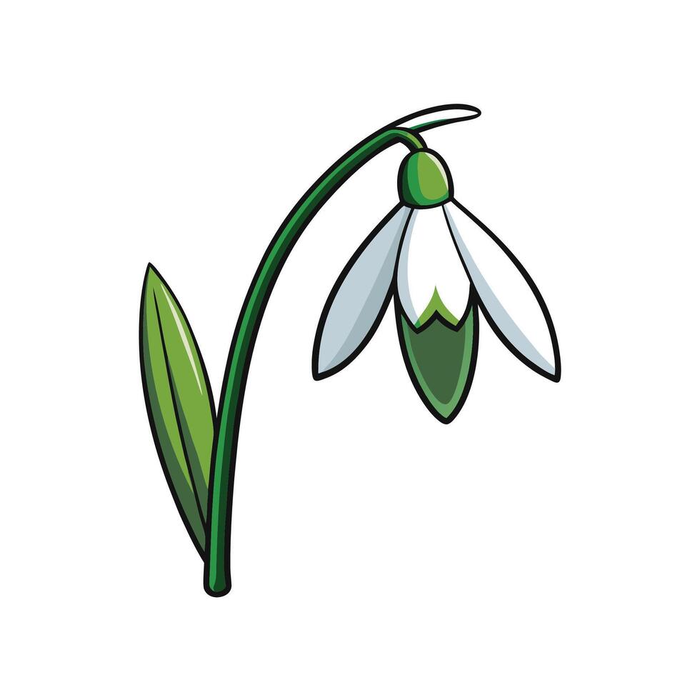 Stylized snowdrop flower illustration with green stem and leaf vector