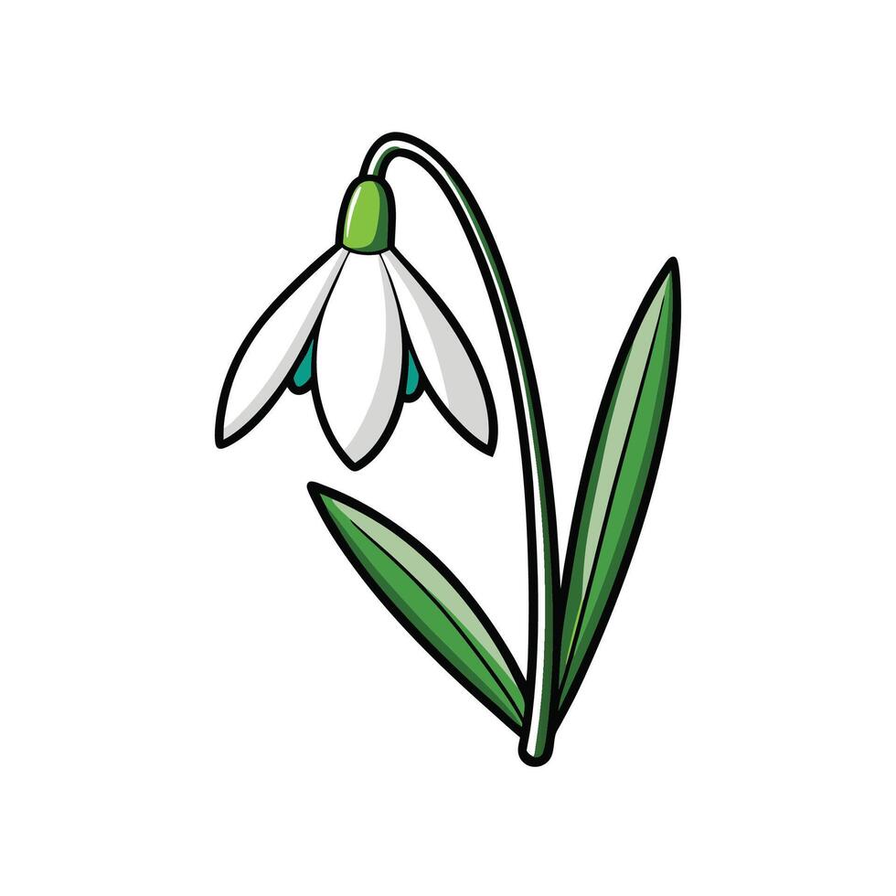 Delicate Snowdrop Flower Illustration on White Background, Isolated vector
