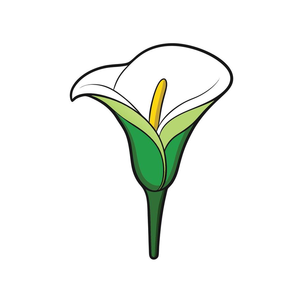 Stylized calla lily blossom illustration with bold outlines vector