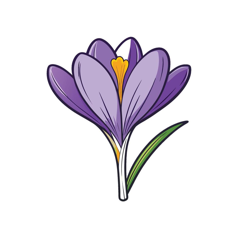Isolated stylized Crocus flower illustration on a white background vector
