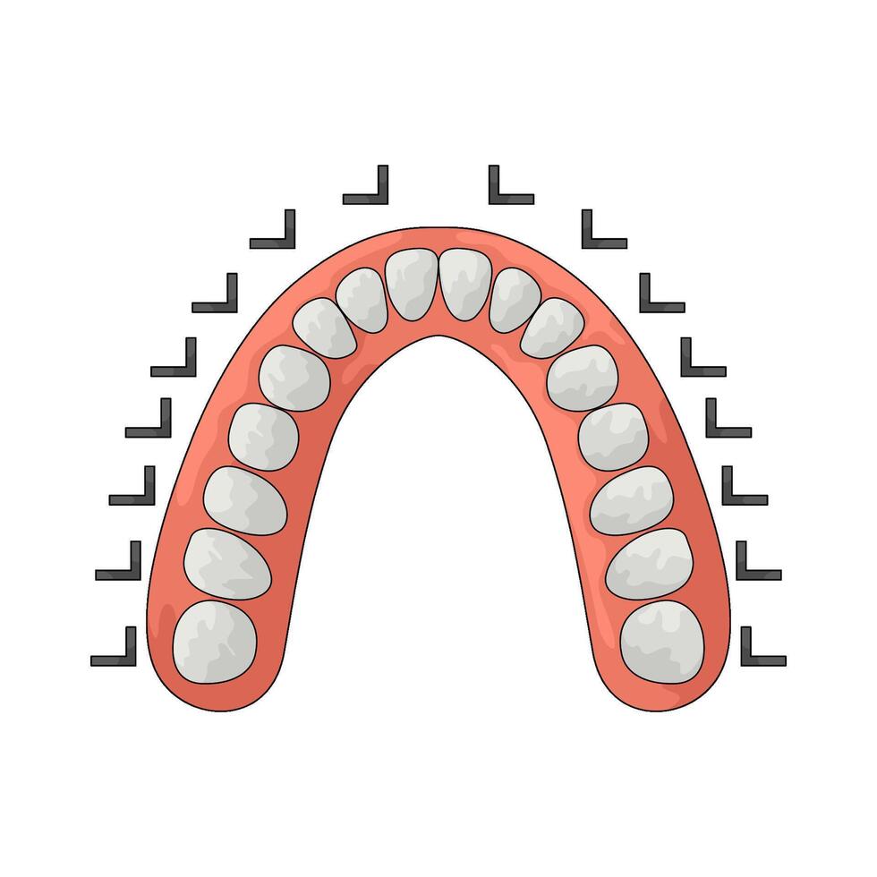 tooth chart illustration vector