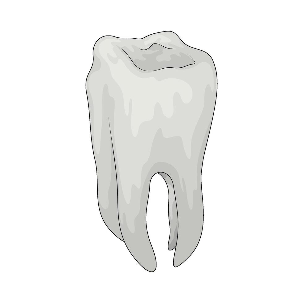 human tooth illustration vector