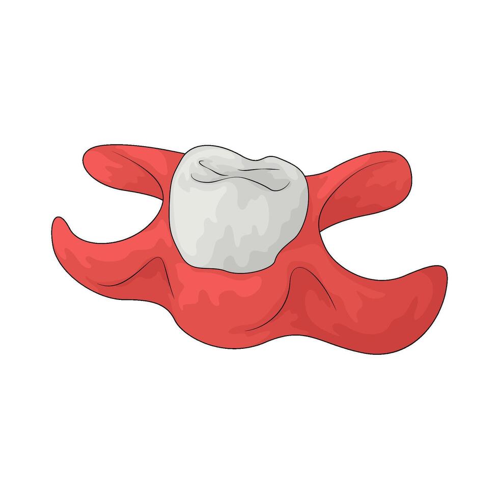 Dental denture illustration vector