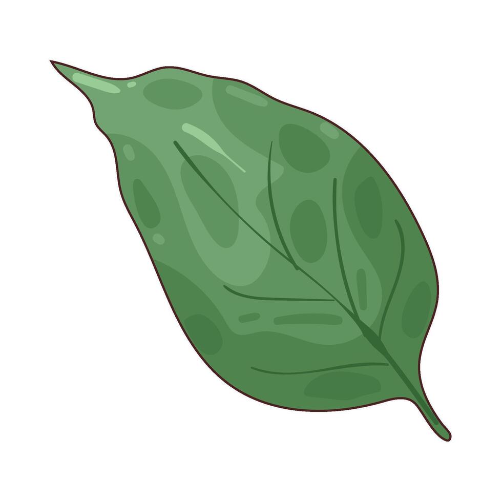 illustration of herb leaf vector