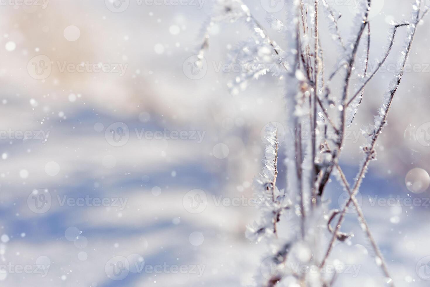 Frozen plants as natural winter background. Sparkling snow and frost on dry grass on field photo