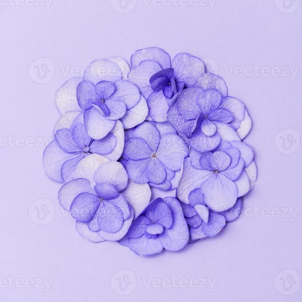 Natural flowers Hydrangea inscribed in round shape on purple background. Layout with small pink blooming plant photo