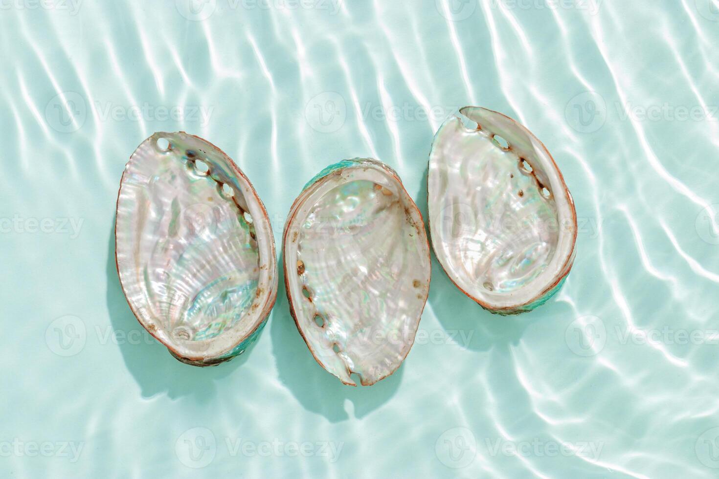 Three abalone seashells floating on clear turquoise water with sun glare and waves. Shells of natural iridescent and rough textures. Minimal style pattern sea and ocean life background, copyspace photo