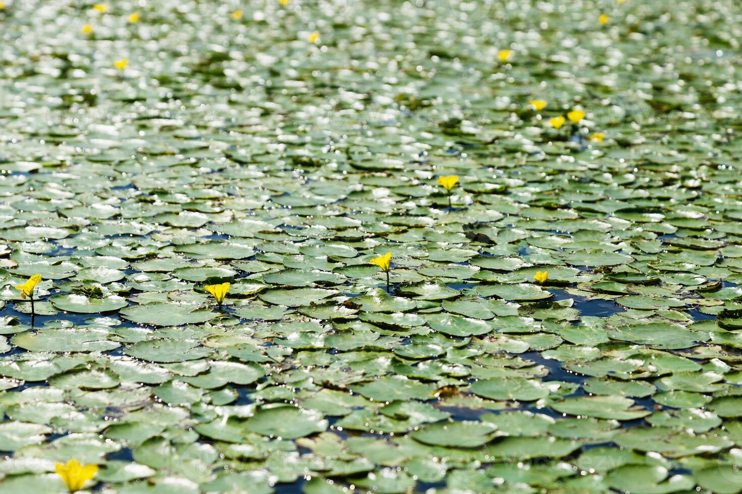 Nature background with green leaves and yellow flowers of water lilies on surface of water, natural texture outside photo