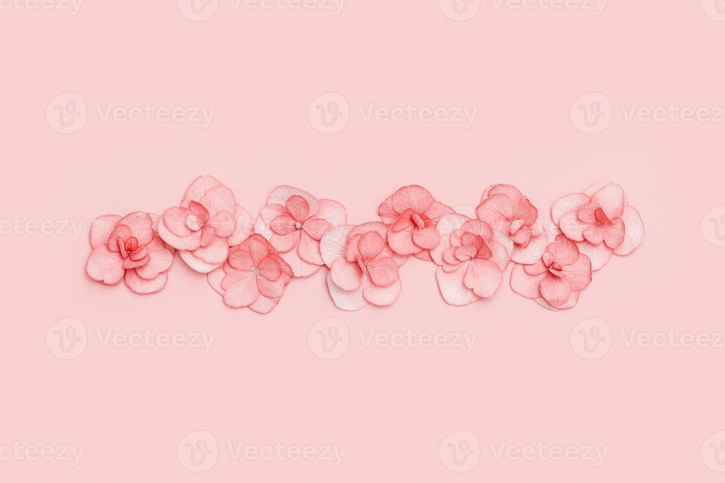 Plain natural Hydrangea flowers, minimal floral style pastel pink blossom arrangement. Flowery layout photo