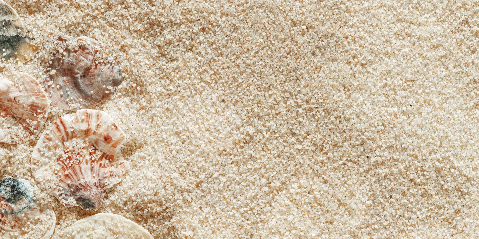 Minimal aesthetic seashells pattern on beige sand, wide banner with copyspace, natural sea oceanic and summer textured background, top view delicate pastel colored shell, rest beach wallpaper photo