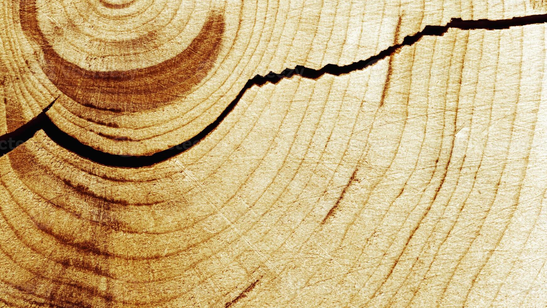banner of wood timber of juniper tree rings, natural geometric pattern, abstract nature background. Natural wooden organic textures, monochrome brown beige gradient color, earthy tones, above photo