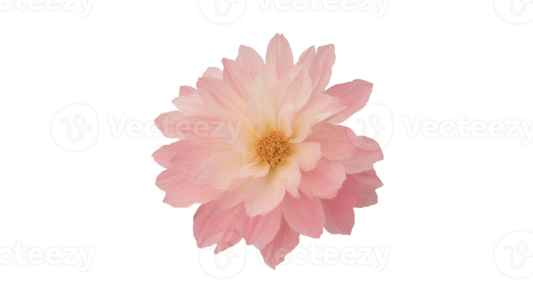 Pink Dahlia Flower Close-up png