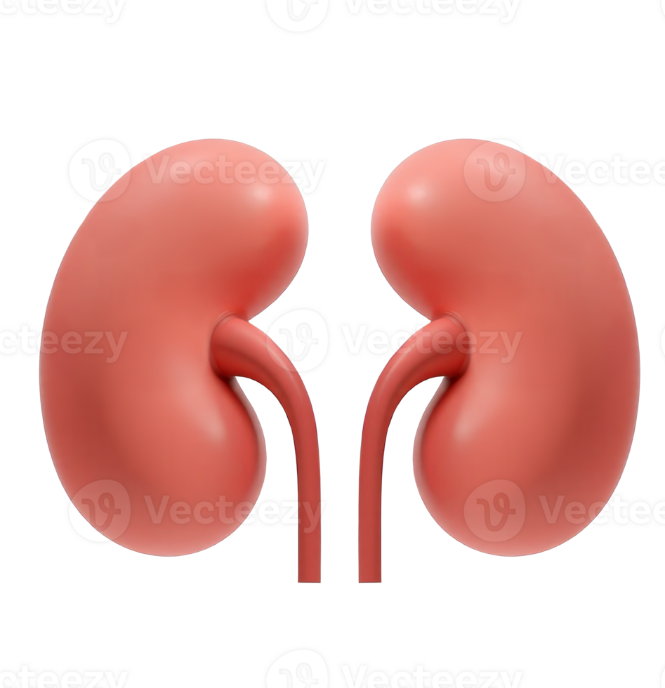 Illustration of Two Human Kidneys 3D Cartoon icon png