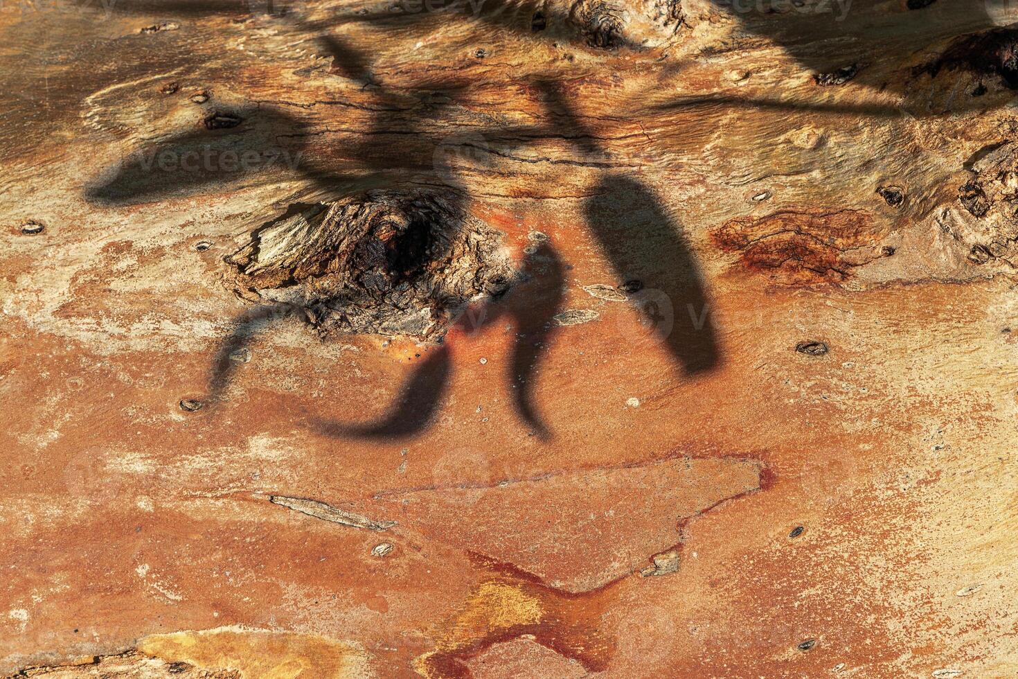 Close-Up of old Tree Trunk with shadows from leaves at sunlight. Minimal aesthetic photo of red orange bark, Abstract Wood Pattern, Beauty in Nature. Beautiful Organic textural wooden background