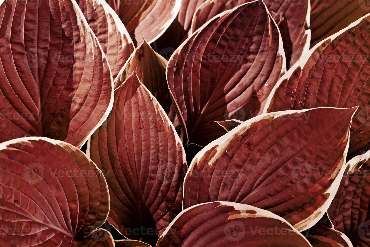 Beautiful Hosta leaves abstract background, red purple toned leaf closeup texture, abstract teal foliage nature pattern, top view scenery, red monochrome gradient, lush variegated leaves with white photo
