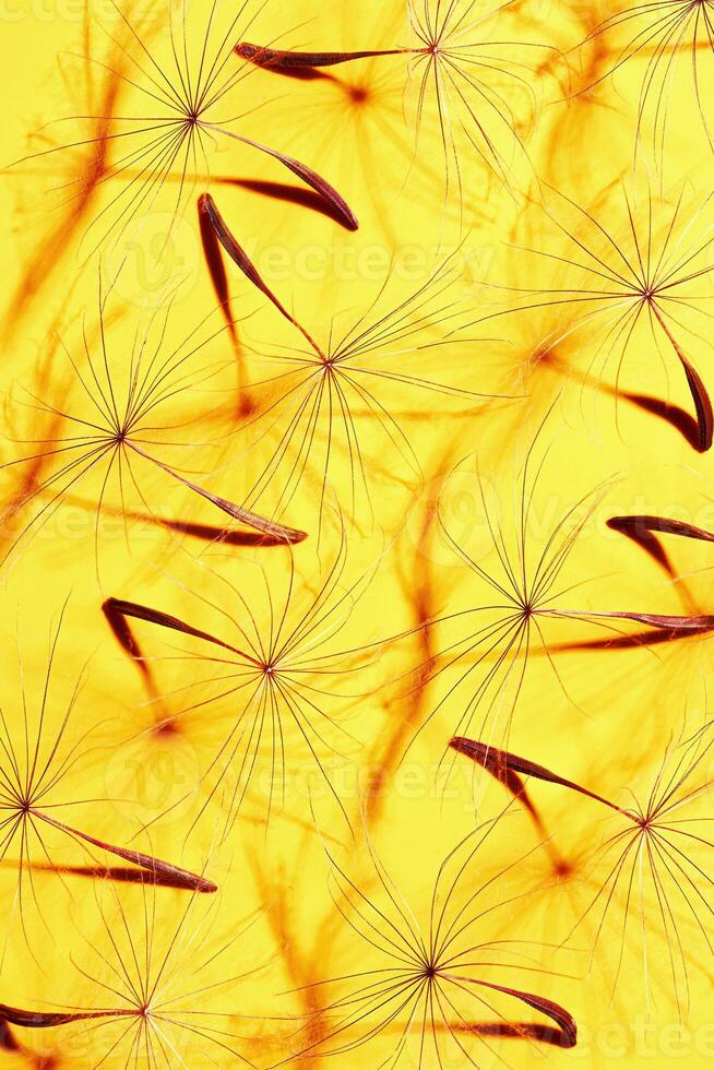 abstract texture nature pattern of seeds of dandelion flower, natural botanical still life with plant, shadow at sunlight. Natural textured background or wallpaper. Yellow color, beauty of nature photo