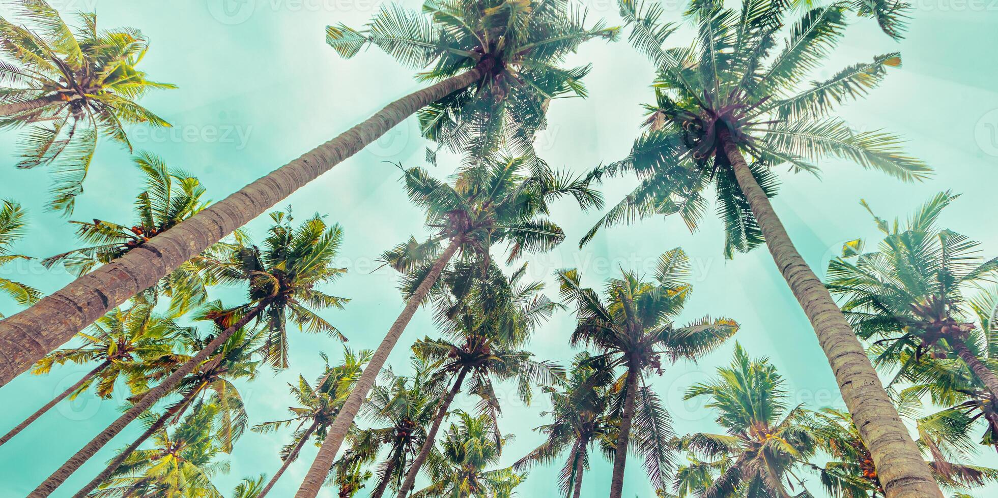 Banner with Lush Green leaves of Palm trees view from below under teal clouds sky, travel relahation concept, abstract nature background, Coconut trees at tropical coast, summer mood, panoramic view photo