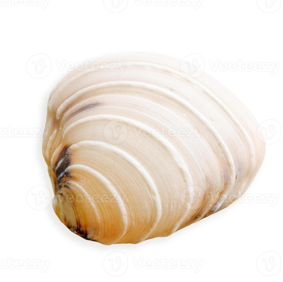 Closeup seashell light ivory colored, object isolated on white background. Cutout natural Shell of mollusk with soft shadows, nautical style, organic shape and macro texture detail, sea life design photo