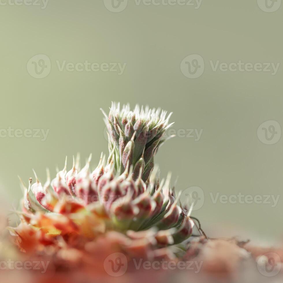 Nature background with evergreen succulent plant with new sprout at sunny day. Lifestyle aesthetic photography photo