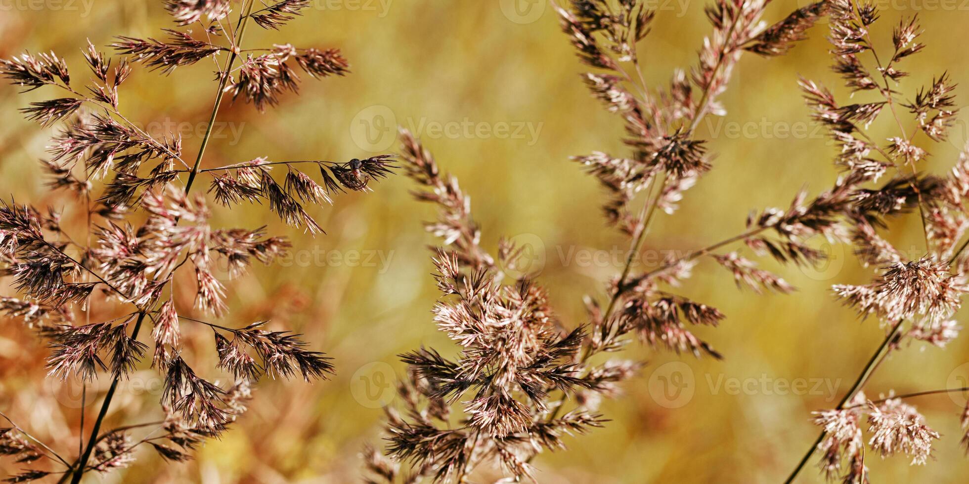 Wild grasses swaying at sunlight, yellow brown meadow or field, texture of autumn grass. Soft natural bokeh in background, minimal aesthetic nature banner. Beauty of nature, earthy colored scene photo