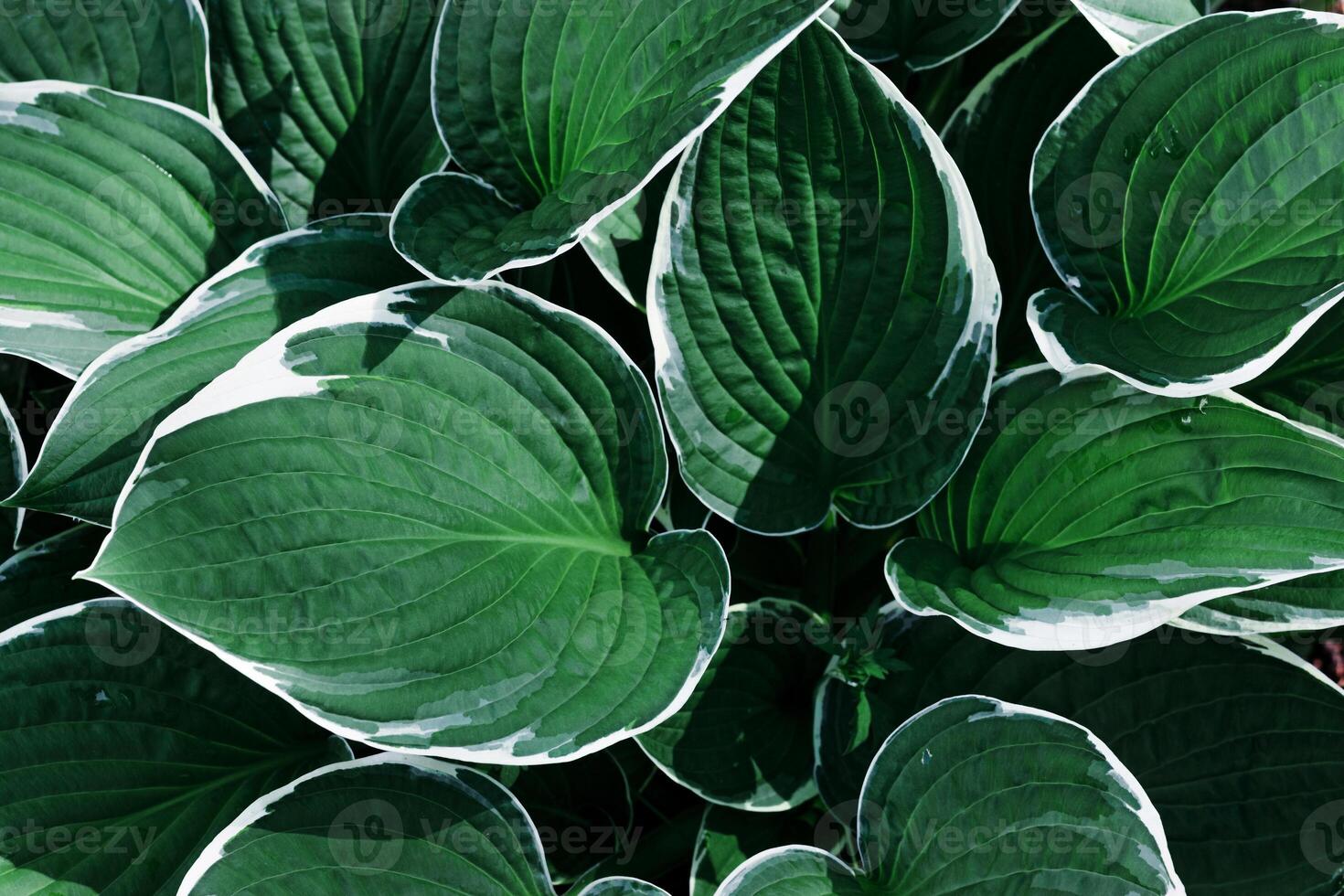 Beautiful green Hosta leaves background, dark green leaf close up texture, abstract foliage nature pattern, top view scenery, green monochrome gradient, lush variegated green leaves with white edge photo