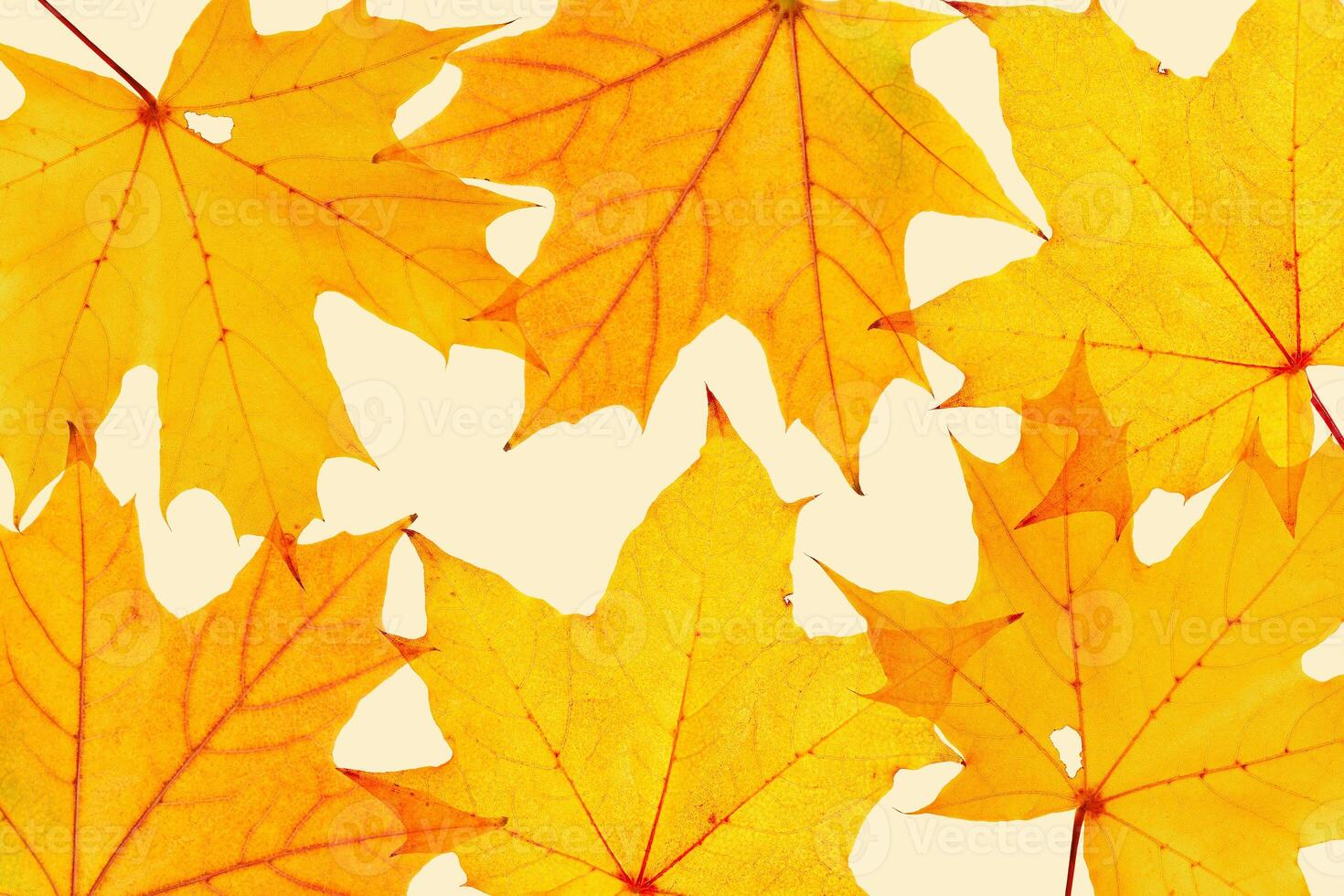 Autumn minimal image with autumn yellow maple leaf with natural texture, botanical design background, pattern on beige. Fall aesthetic photography with macro leaves, seasonal autumnal foliage photo