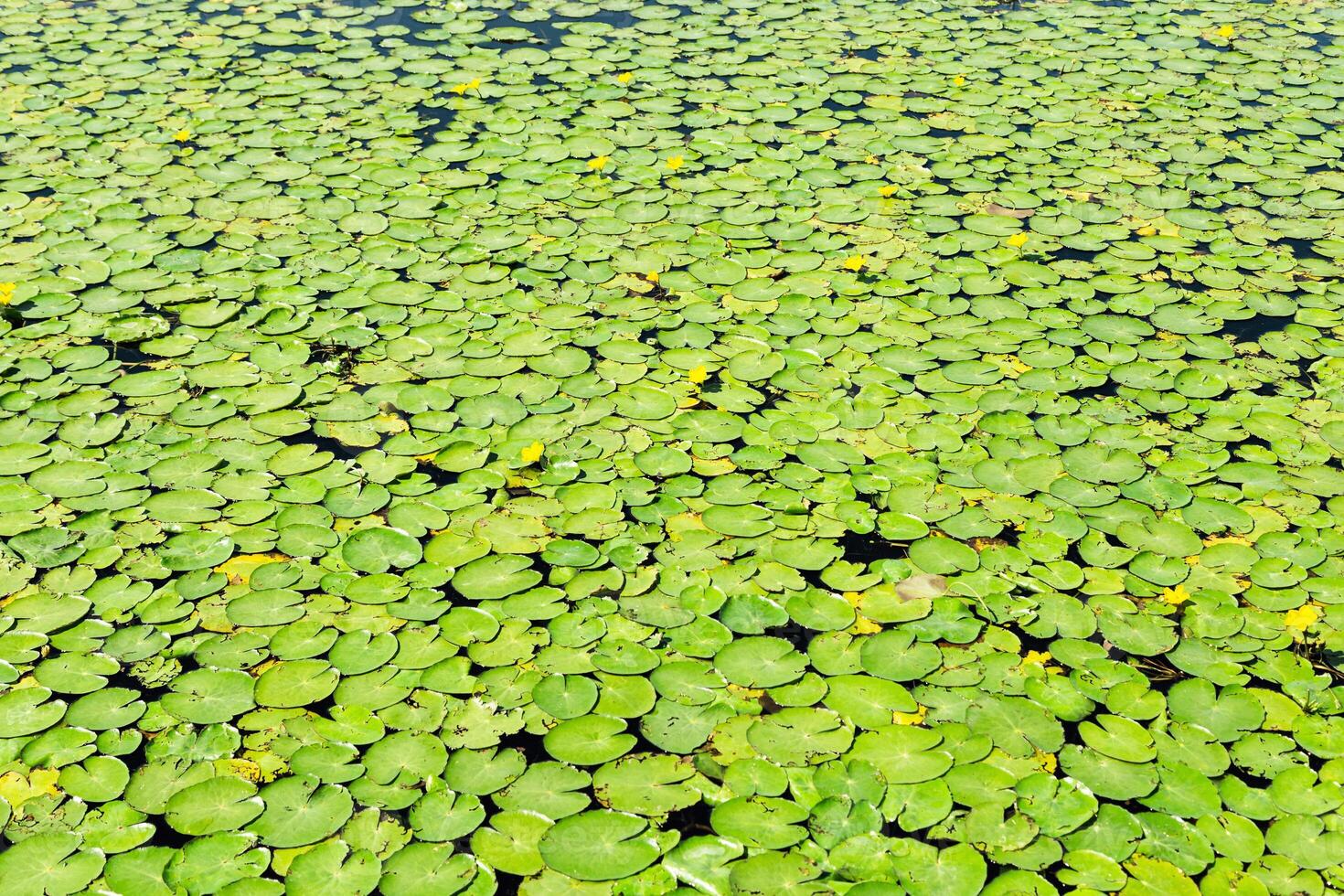 Natural green leaf texture outside on surface of water. Green leaves of water lilies and sun glare on lake. photo