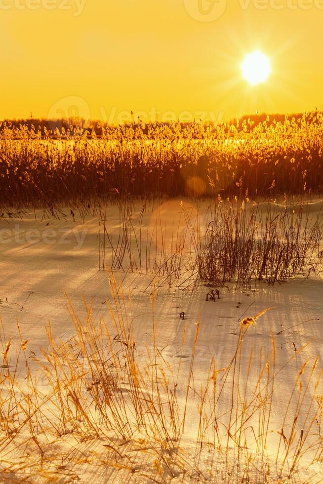 Winter sunset landscape with snow-covered field and bright glare at sun, grass covered with frost photo