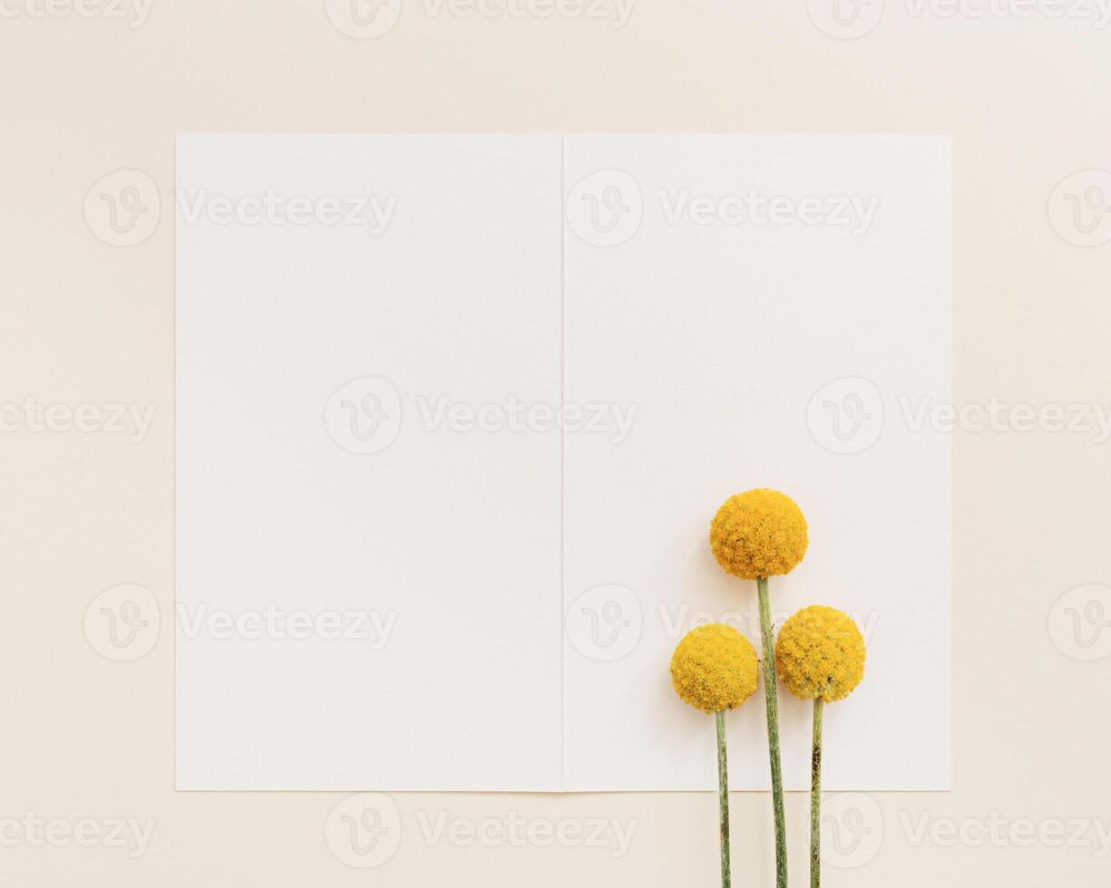 Minimal floral background with yellow Craspedia flowers and square paper for text on beige colored. Fresh ball blooms photo